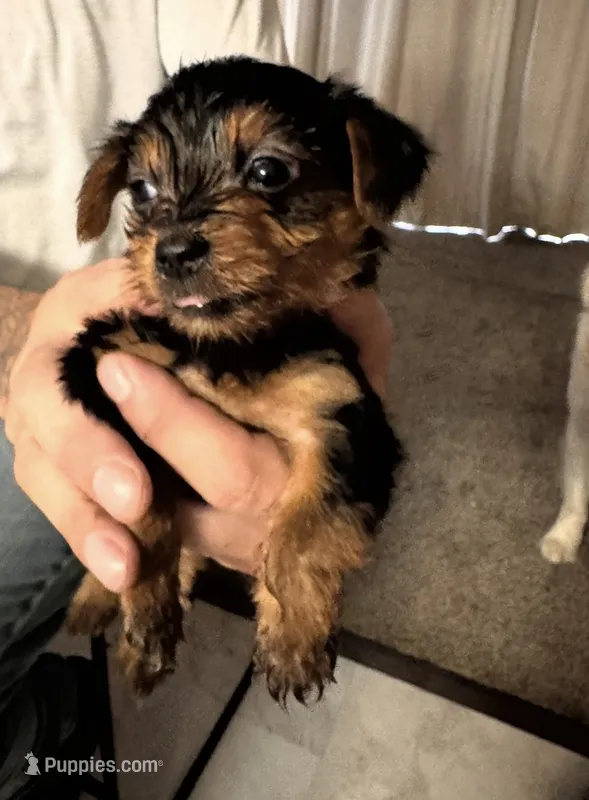 Myra – Yorkshire Terrier puppy for sale in Bloomington, IN