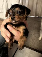 Myra, a female Yorkshire Terrier for sale in Bloomington, IN – 1 of 1