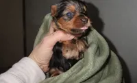 Maxx, a male Yorkshire Terrier for sale in Bloomington, IN – 1 of 1