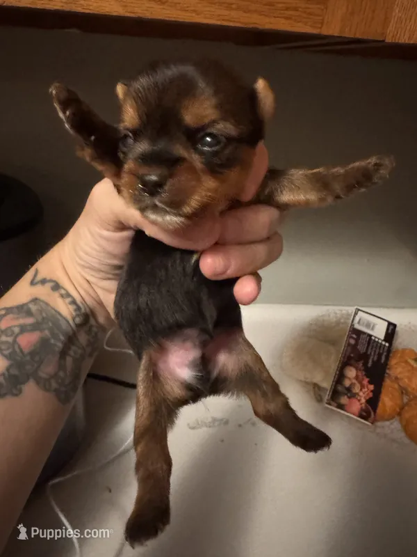 Boy 2  – Yorkshire Terrier puppy for sale in Bloomington, IN