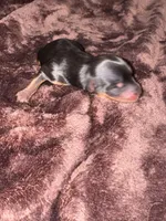 Standard girl 4, a female Yorkshire Terrier for sale in Bloomington, IN – 1 of 1