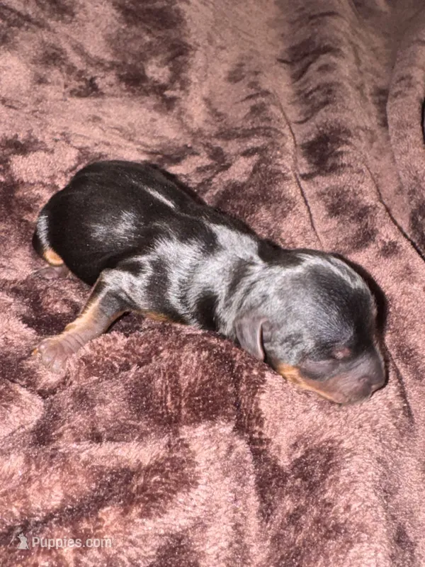 Standard girl 5 – Yorkshire Terrier puppy for sale in Bloomington, IN