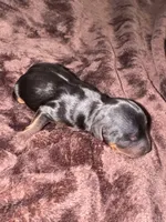Standard girl 5, a female Yorkshire Terrier for sale in Bloomington, IN – 1 of 1
