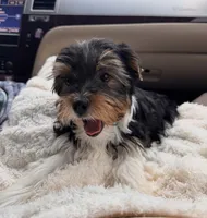Jaxx, a male Yorkshire Terrier for sale in Bloomington, IN – 2 of 2