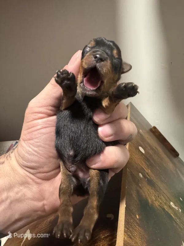 Boy 3  – Yorkshire Terrier puppy for sale in Bloomington, IN
