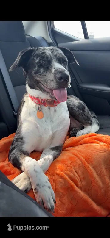 Oakley – Australian Cattle Dog, Australian Shepherd puppy for sale in Bloomington, IN