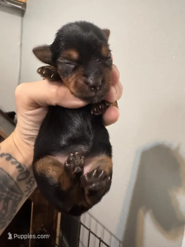 Standard girl 5 – Yorkshire Terrier puppy for sale in Bloomington, IN