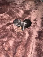 Standard girl 2, a female Yorkshire Terrier for sale in Bloomington, IN – 1 of 1