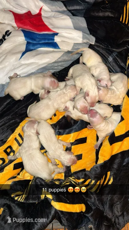 Christmas puppies  – English Cream Golden Retriever puppy for sale in Butler, PA