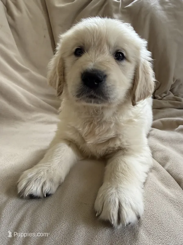 Blue collar  – Golden Retriever puppy for sale in Butler, PA