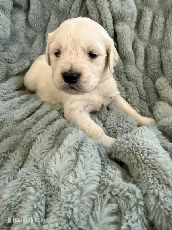 White collar  – English Cream Golden Retriever puppy for sale in Butler, PA