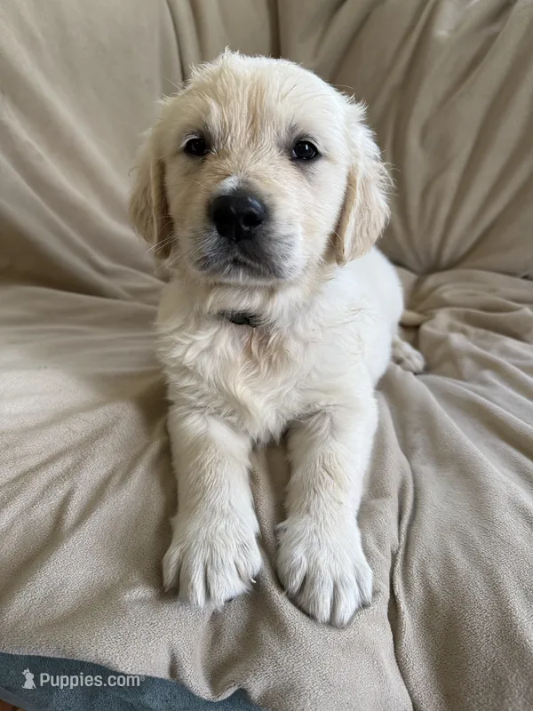 Green collar  – English Cream Golden Retriever puppy for sale in Butler, PA