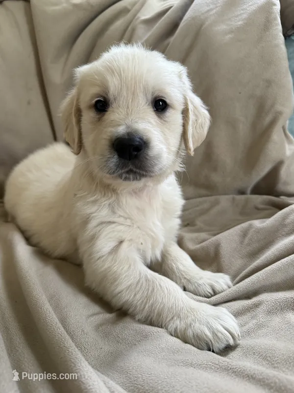 Light Blue collar – English Cream Golden Retriever puppy for sale in Butler, PA