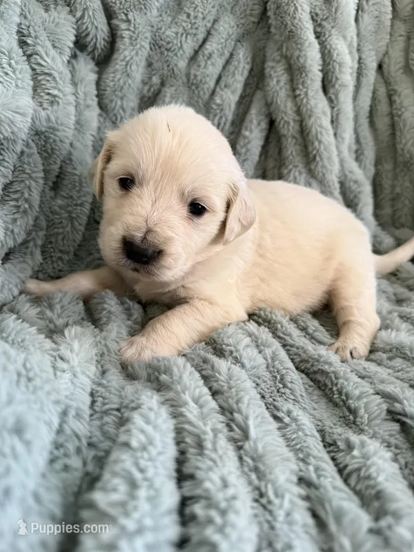 Pink collar – English Cream Golden Retriever puppy for sale in Butler, PA
