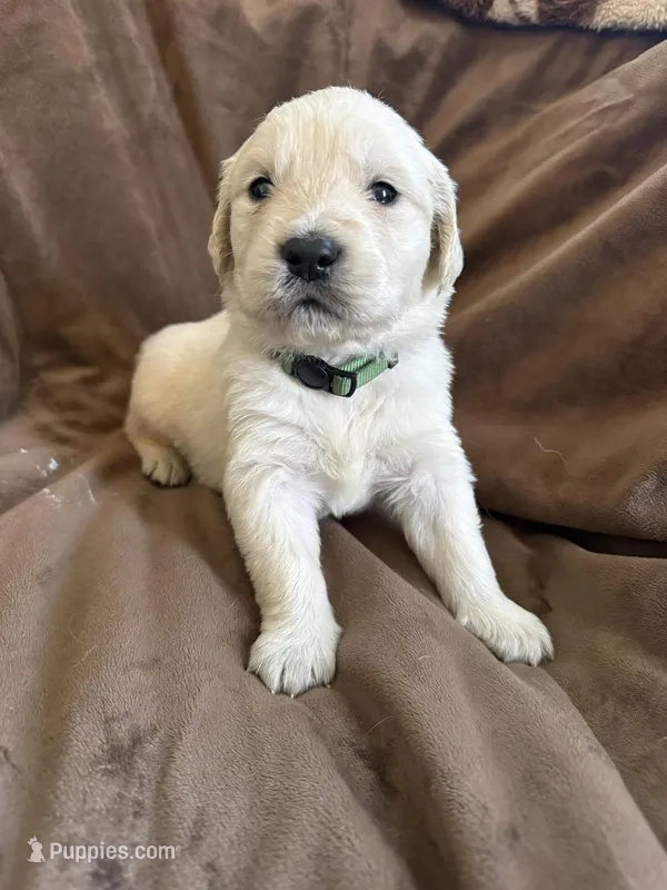 Green collar  – English Cream Golden Retriever puppy for sale in Butler, PA
