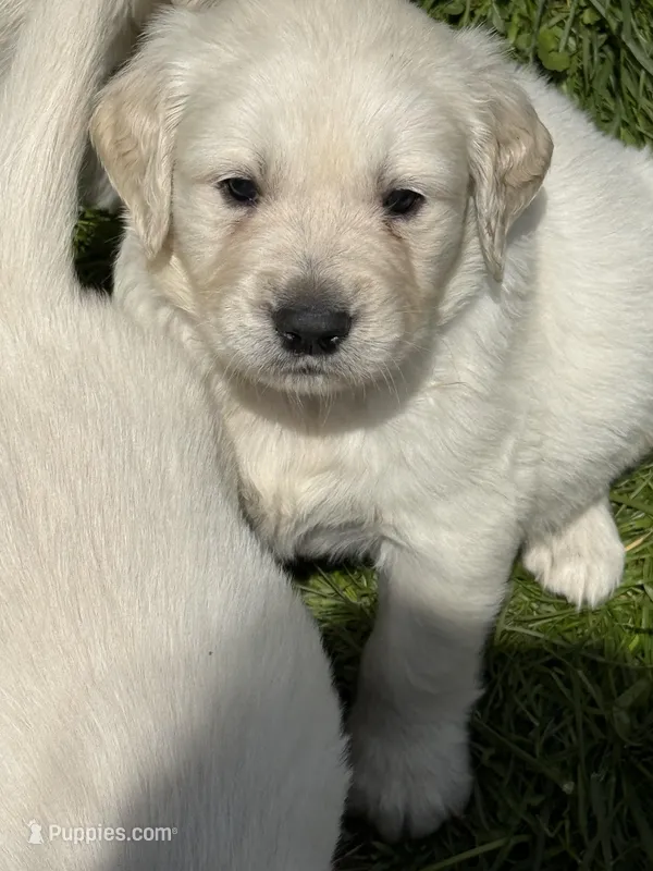 Green collar  – English Cream Golden Retriever puppy for sale in Butler, PA