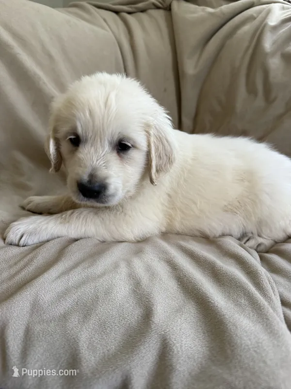 White collar , a male English Cream Golden Retriever for sale in Butler, PA – 1 of 1