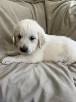 White collar , a male English Cream Golden Retriever for sale in Butler, PA – 1 of 1