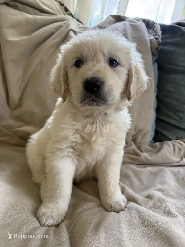 Blue collar  – English Cream Golden Retriever puppy for sale in Butler, PA