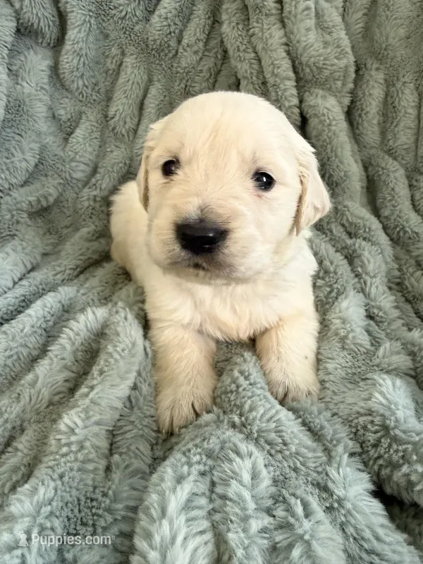 Light Blue collar – English Cream Golden Retriever puppy for sale in Butler, PA