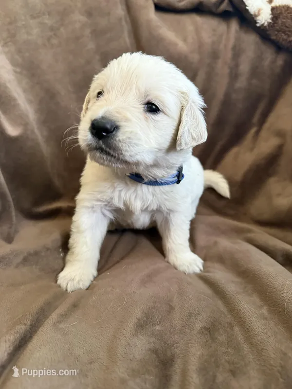 Blue collar  – English Cream Golden Retriever puppy for sale in Butler, PA