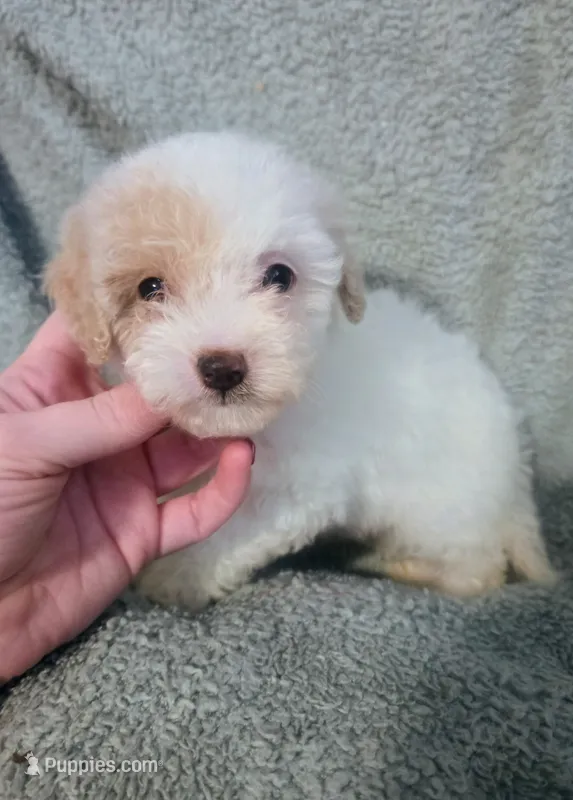 Skye – Poodle - Miniature  puppy for sale in London, KY