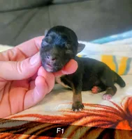 Netti, a female Yorkshire Terrier for sale in London, KY – 1 of 2