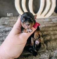 Tate, a male Yorkshire Terrier for sale in London, KY – 2 of 3