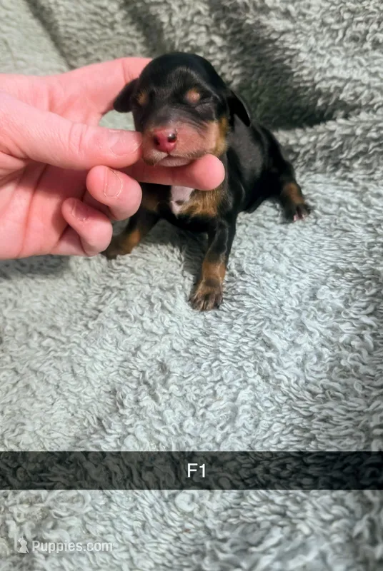 Olivia – Miniature Dachshund puppy for sale in London, KY