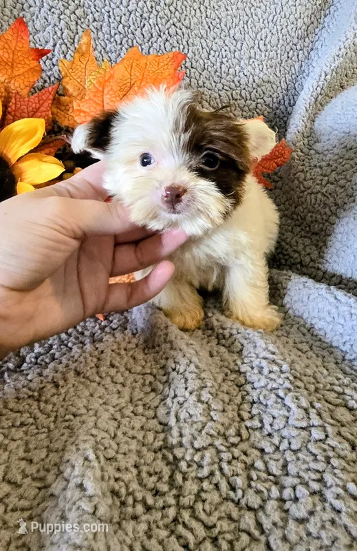 Quent – Yorkipoo puppy for sale in London, KY