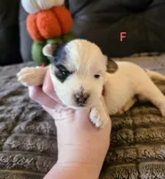 Violet, a female Yorkipoo for sale in London, KY – 2 of 3