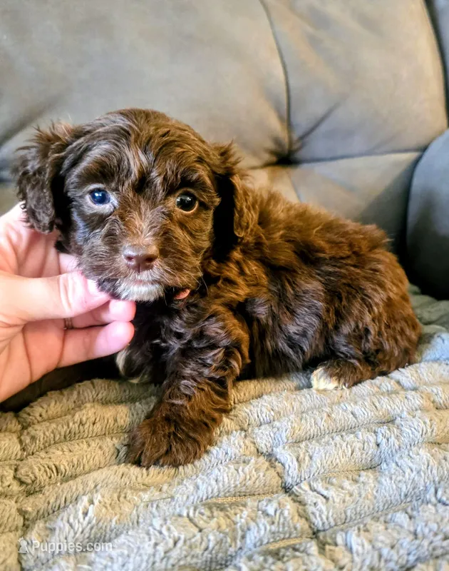 Kip – Yorkipoo puppy for sale in London, KY