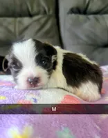 Kobi, a male Yorkipoo for sale in London, KY – 2 of 3