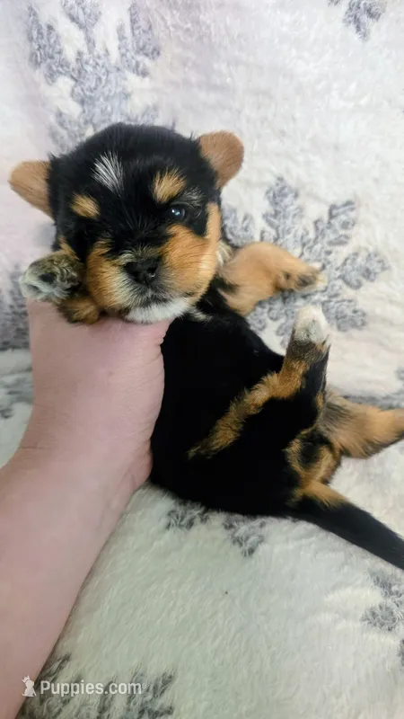 Jaycie – Yorkshire Terrier puppy for sale in London, KY