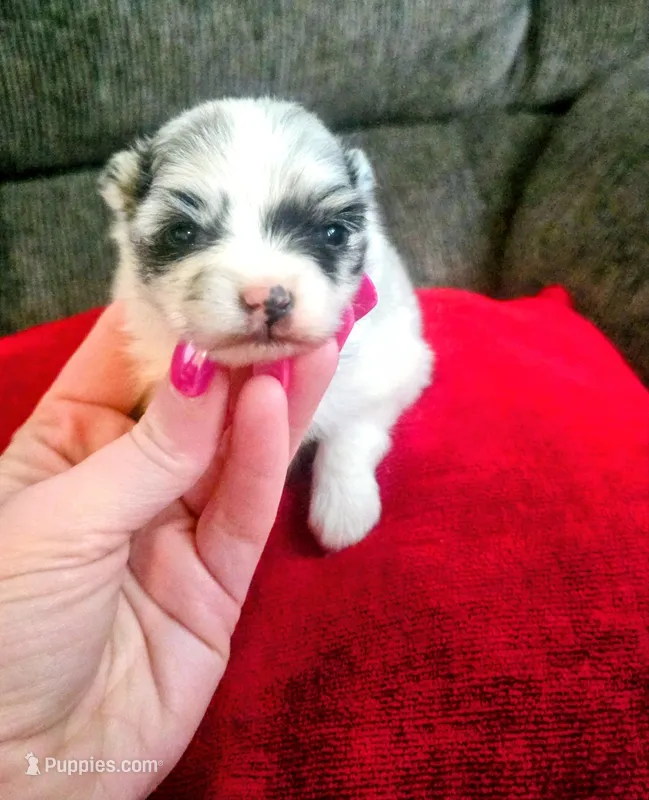 Gucci – Pomeranian puppy for sale in London, KY