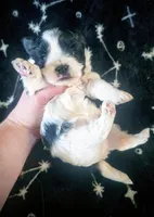 Aria, a female Shorkie for sale in London, KY – Photo 2 of 2