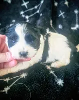 Aria, a female Shorkie for sale in London, KY – Photo 1 of 2