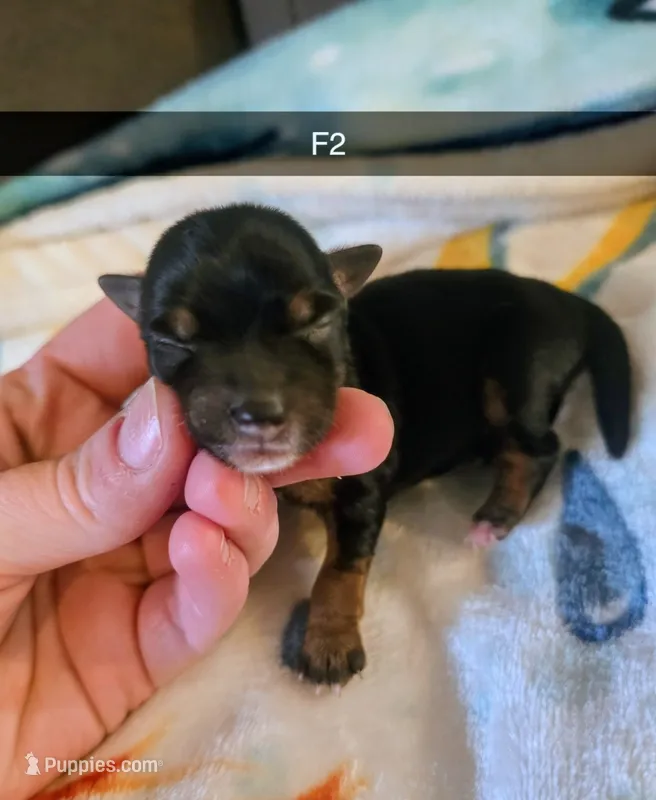 Nola – Yorkshire Terrier puppy for sale in London, KY