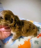 Juliet, a female Yorkipoo for sale in London, KY – Photo 8 of 9