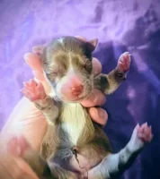 Juliet, a female Yorkipoo for sale in London, KY – Photo 2 of 3