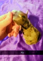 Juliet, a female Yorkipoo for sale in London, KY – Photo 3 of 3