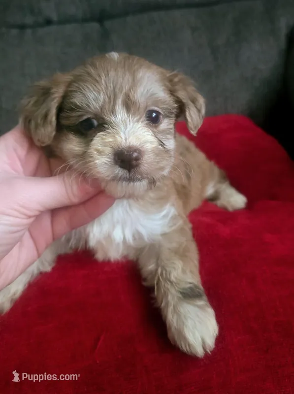 Juliet – Yorkipoo puppy for sale in London, KY