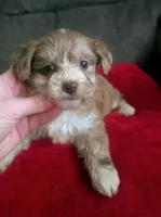 Juliet, a female Yorkipoo for sale in London, KY – Photo 1 of 9