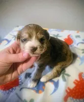 Juliet, a female Yorkipoo for sale in London, KY – Photo 6 of 9