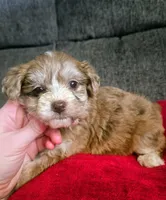 Juliet, a female Yorkipoo for sale in London, KY – Photo 3 of 9