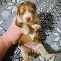 Juliet, a female Yorkipoo for sale in London, KY – Photo 7 of 9