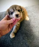 Juliet, a female Yorkipoo for sale in London, KY – Photo 4 of 9