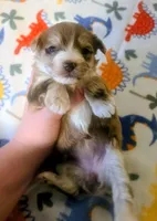 Juliet, a female Yorkipoo for sale in London, KY – Photo 9 of 9