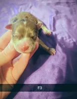 Juliet, a female Yorkipoo for sale in London, KY – Photo 1 of 3