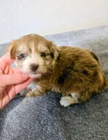 Juliet, a female Yorkipoo for sale in London, KY – Photo 5 of 9